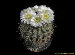 Gymnocalycium gibbosum 74